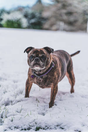 Pug and Boston Terrier mix called a BUG, playing in fresh snowfallの写真素材