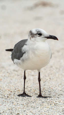 Laughing Gull standing on sandy beachの写真素材