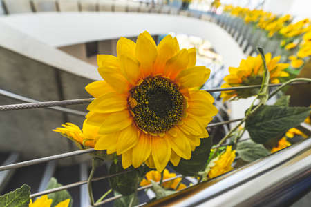 Lifelike artificial Sunflowers in close-up indoorsの写真素材