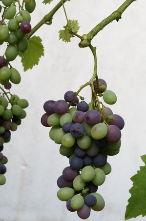 Grape for vineの写真素材
