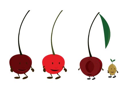 Cherry characters on a white backgroundの写真素材