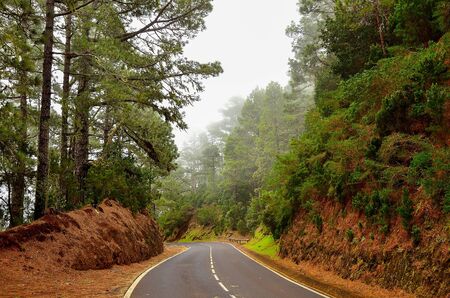 The road in the woods in the area of La Esperanza, Tenerife, Canary Islands, Spain.の写真素材