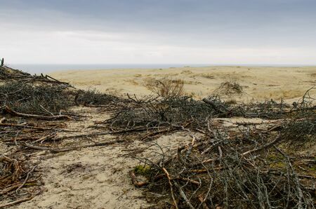 Sand dune EFA - attraction of the national Park "Curonian spit" in the Kaliningrad region, Russia.の写真素材