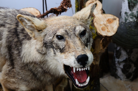 Stuffed wolf is in the Museum of the national Park Curonian spit in the Kaliningrad region, Russia.
