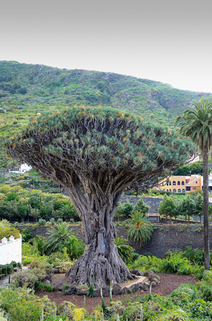 Dragon tree is the star attraction in Icod de Los Vinos, Tenerife, Canary Islands, Spain.の写真素材