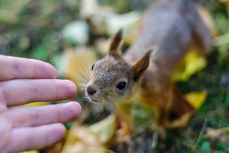 Squirrel sniffs the man's hand.の写真素材