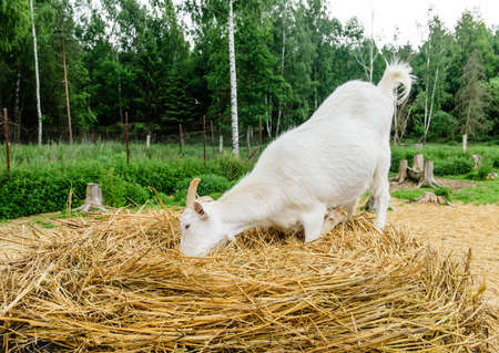 The goat ordinary home eating hay on a farm in the countryside, the village of Dudutki, Belarus. Dudutki - Museum of old folk crafts and technologies under the open sky.の写真素材