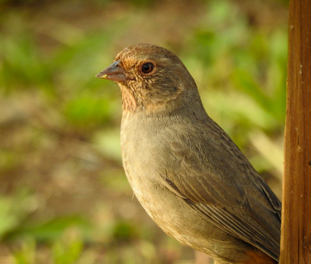 A California towhee Melozone crissalis near the Los Gatos Creek in Vasona Lake County Park in Los...
