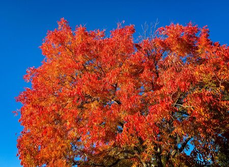 Colorful autumn leaves against a blue sky in San Jose, CA.の写真素材