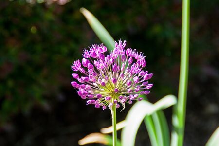 Blooming onion at The State Botanical Garden of Georgia in Athens, GA.の写真素材