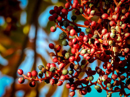Red and green berries in a tree with red branches with blurred background in San Jose, CA.