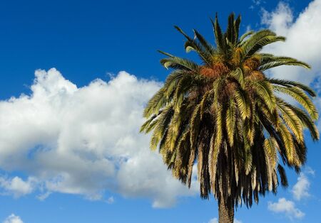 A palm tree is framed against clouds on a windy afternoon on the last day of January 2016 in San Jose, California.の写真素材