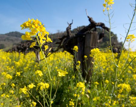 Mustard and vines in the Napa Valleyの写真素材
