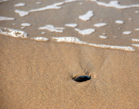 Seashell on sandy beachの写真素材