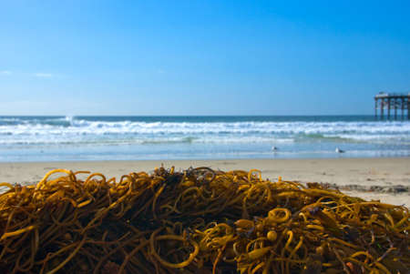 Seaweed washed on shore with pier and ocean in the backgroundの写真素材