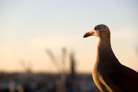 Seagull looking at sun settingの写真素材