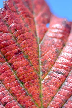 Macro of Red Leaf
