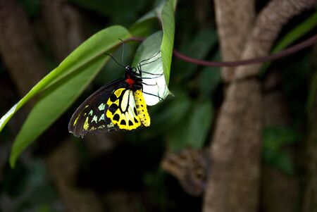 Colorful butterfly with green, blue,yellow and redの写真素材
