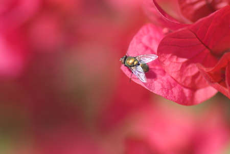 House fly on pink flowerの写真素材