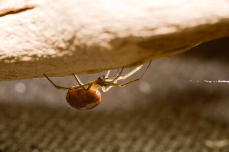 Brown spider on wooden log.の写真素材