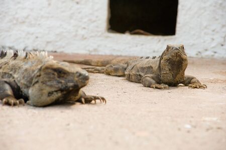 Two Iguana's bathing in the sunの写真素材