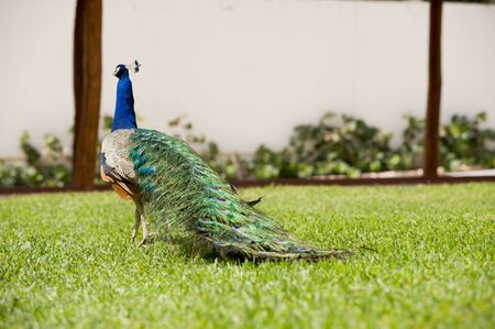 Peacock on grassの写真素材