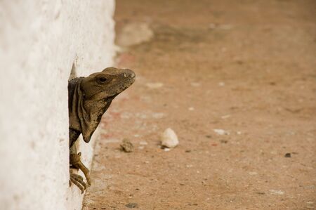 Iguan poking it's head out from buildingの写真素材