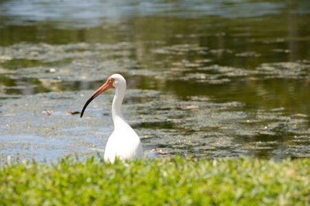 white bird with long beak and long legsの写真素材