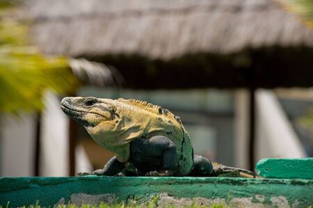 Iguana sunbathing in Cancun Mexicoの写真素材