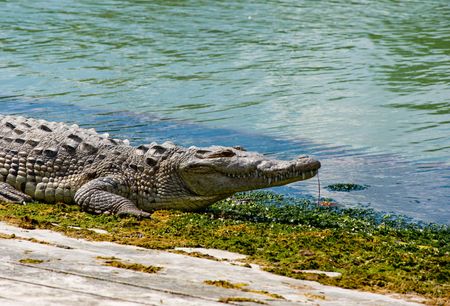 Crocodile laying on boat ramp in Cancun Mexico. On the lagoon sideの写真素材