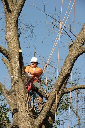 Lumberjacks chopping down a tree