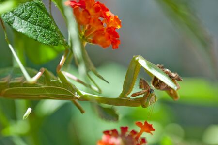 A female Praying Mantis eating a butterflyの写真素材