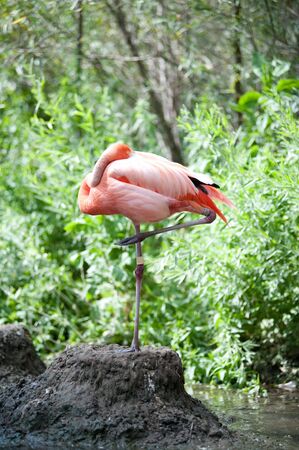 Pink Flamingo standing on one leg in mudの写真素材