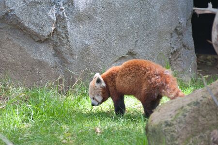 A Red Panda roaming around in the wildの写真素材