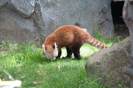 A Red Panda roaming around in the wildの写真素材