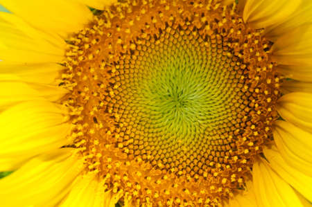 Sun flower in full bloom with seeds starting to growの写真素材