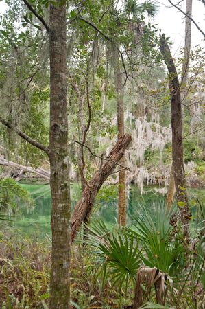 River inlet in Florida where manatees come in the winter monthsの写真素材