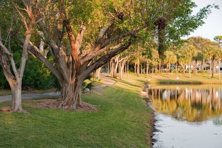 Banyan tree in florida next to pondの写真素材