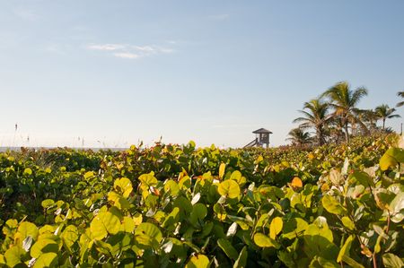 Mangrove bushes on beach in Florida USAの写真素材