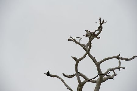 An Osprey Hawk eating it's prey which is a fish and can be seen in the hawks clawsの写真素材