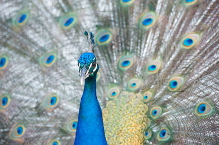 Male peacock displaying his feathers.の写真素材