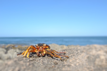 Crab on a rock in Hawaiiの写真素材