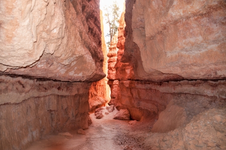Unique rock formations in Bryce Canyon located in Utah, United States.の写真素材