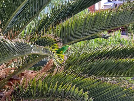 A palm tree leafs background with a little parrot standing in one of his leafs.の写真素材