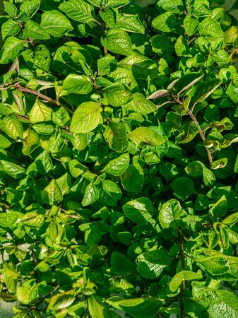 background of piled green leaves as a texture or decorationの写真素材