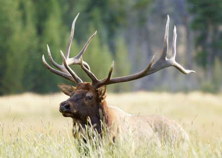 Male elkの写真素材