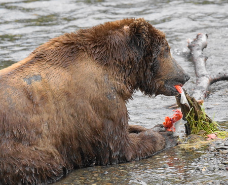 Grizzly eating salmonの写真素材