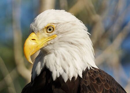 Bald Eagle