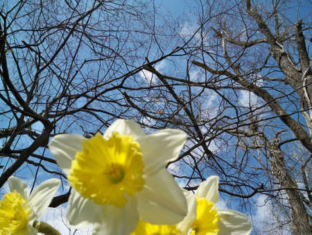 jonquils against a blue sky with fluffy white cloudsの写真素材