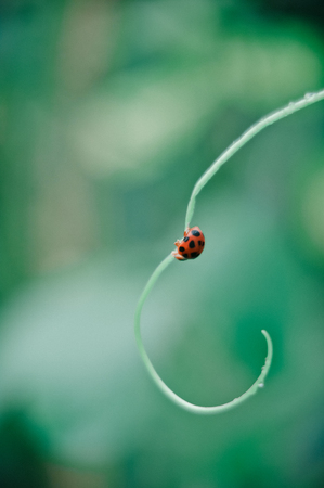 Closeup of a ladybug